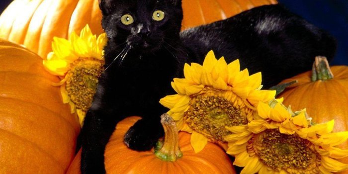 1024x768 Halloween Cat Wallpapers