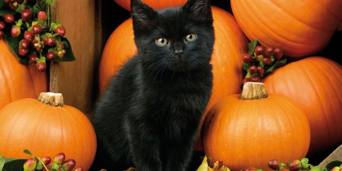 2020x1420 Black Cat Halloween Wallpaper | Autumn kitten berries black cat fall