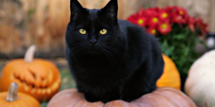 1920x1080 Black Cats Wallpaper - Black Cat In Halloween, Hd Wallpapers