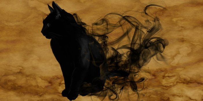 1920x1200 Halloween Black Cat ❤ 4K HD Desktop Wallpaper for 4K Ultra HD TV