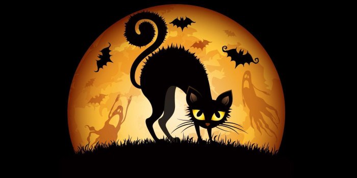 1920x1200 Halloween Cat Wallpapers