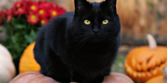 1332x850 Wallpaper cat, pumpkin, Halloween, black cat images for desktop