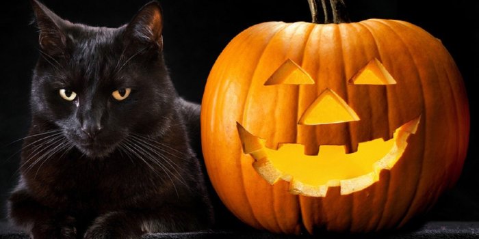1249x689 halloween cat wallpaper 2017 - LustyFashion