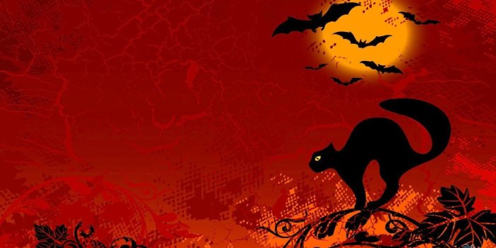 1600x900 Halloween Cat Wallpaper High Quality Desktop, iphone and android