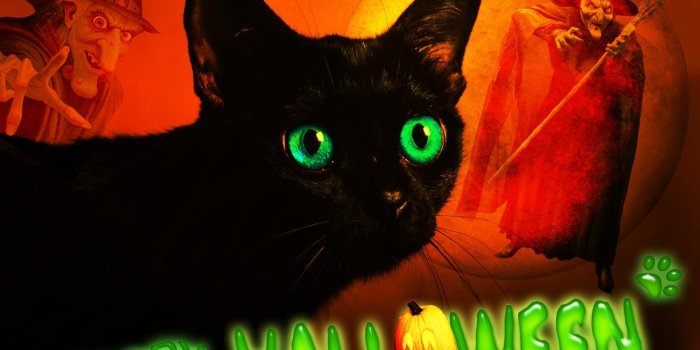 1600x1200 Happy Halloween Cat ??? ? HD desktop wallpaper : Widescreen : High