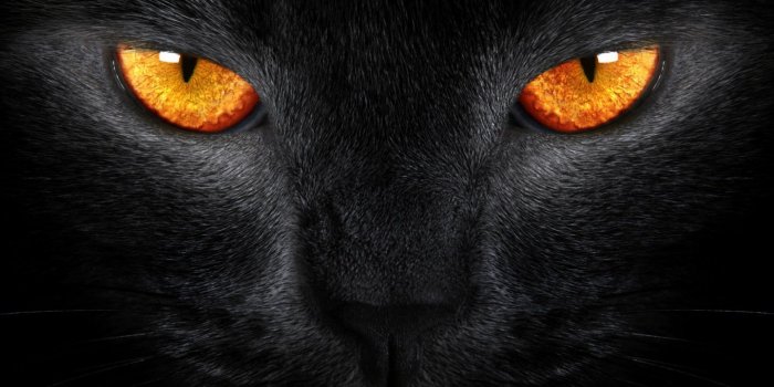 1440x1080 Halloween Cat Wallpaper (65+), Download 4K Wallpapers For Free