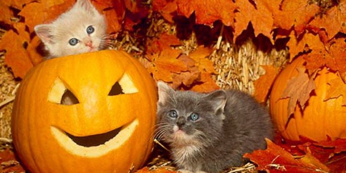 1263x768 Halloween cats wallpaper Gallery