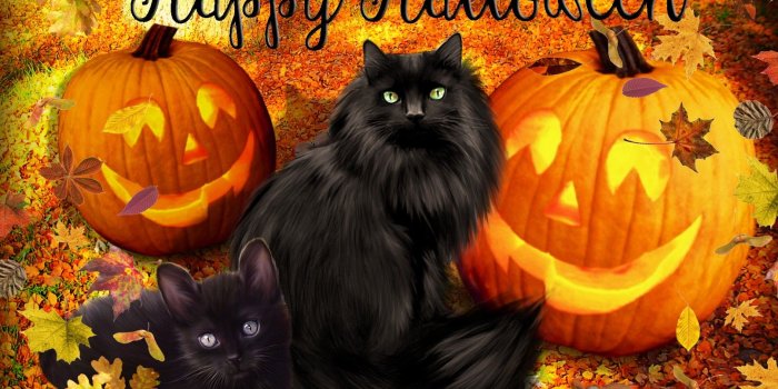 1612x1200 Halloween black cat wallpaper Gallery