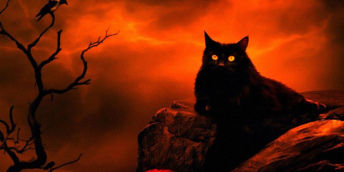 1200x1010 Halloween Cat Wallpaper - Wallpapers Browse
