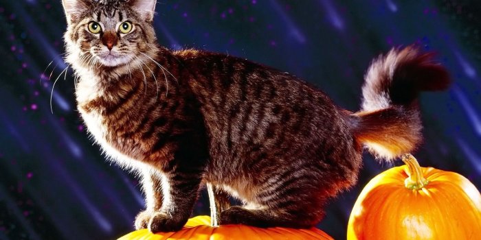 1600x1200 29610 halloween cat wallpaper