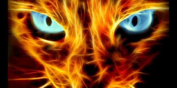 1360x768 Halloween Cat HD Wallpaper 1360×768 - High Definition Wallpaper