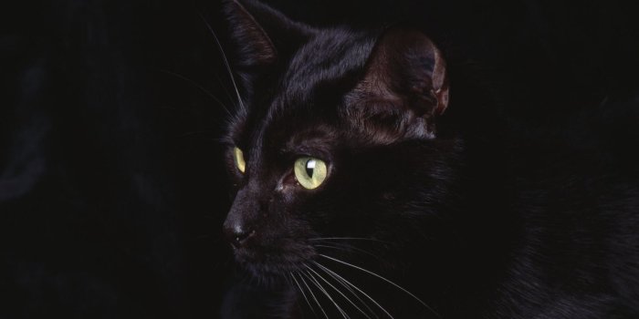 1920x1080 Black Cat Wallpapers (80+ background pictures)