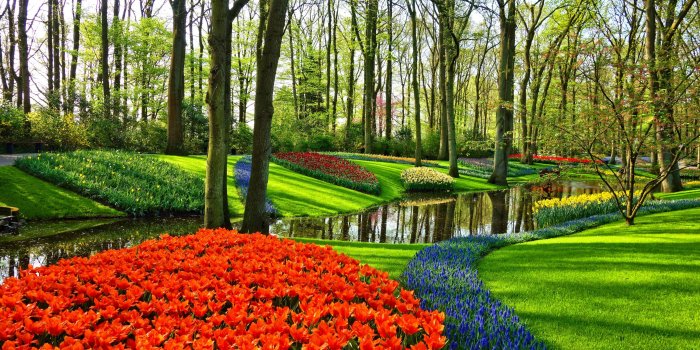 3554x1999 Famous Tulip Garden in Holland ❤ 4K HD Desktop Wallpaper for 4K