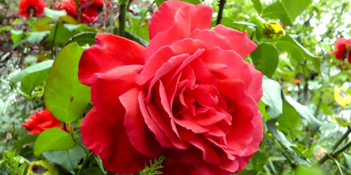 2400x1800 Rose Garden Wallpaper (the best 55+ images in 2018)