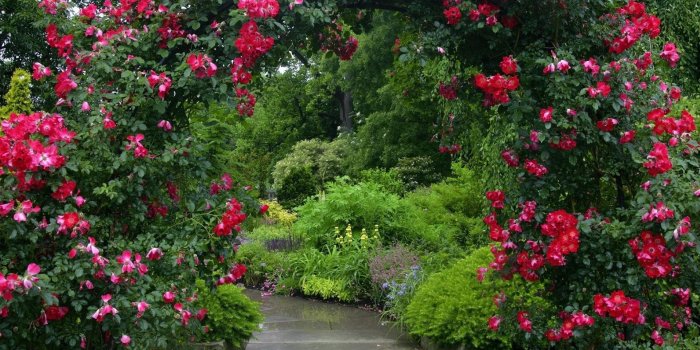 1920x1200 Rose Garden Wallpaper (51+ pictures)