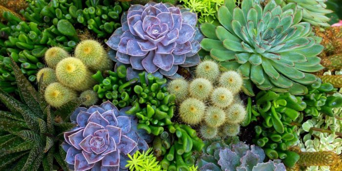 1130x706 Beautiful cactus flowers in the garden - HD wallpaper
