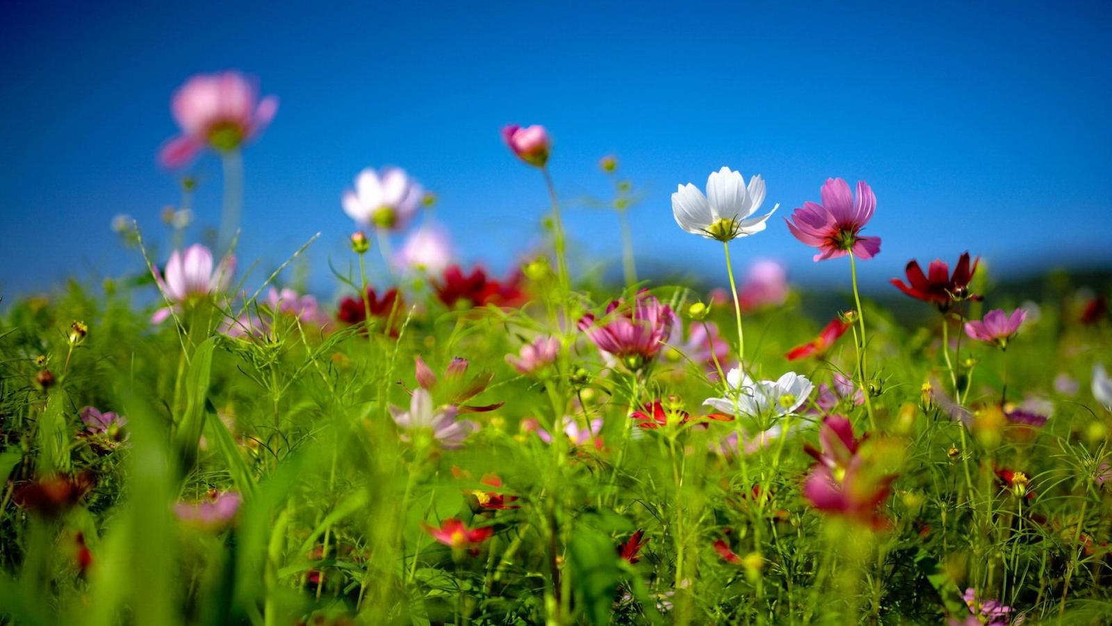 1920x1080 Free Spring Desktop Wallpaper | Download free Spring