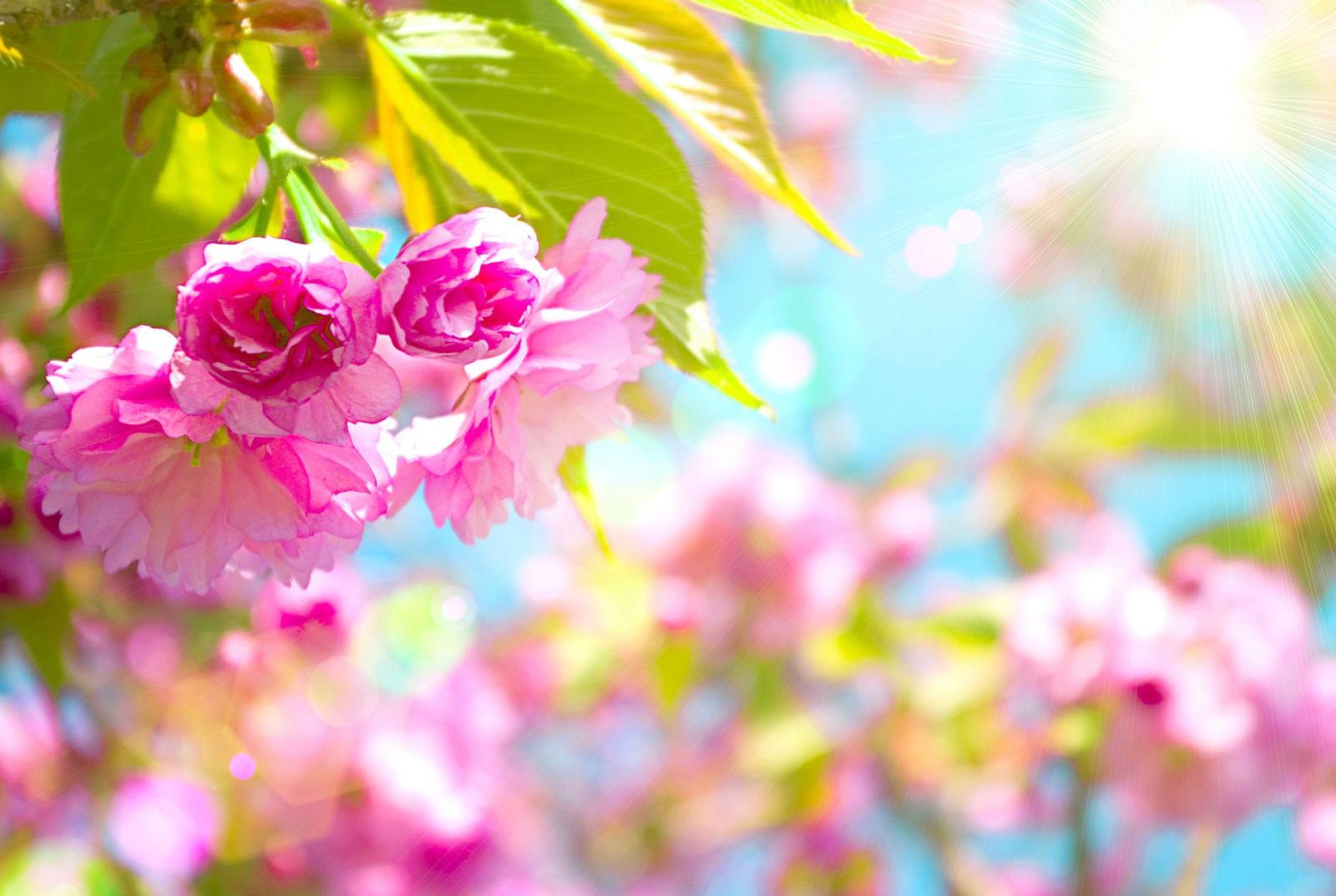 1920x1289 Pretty Spring Computer Wallpaper (54+ images)