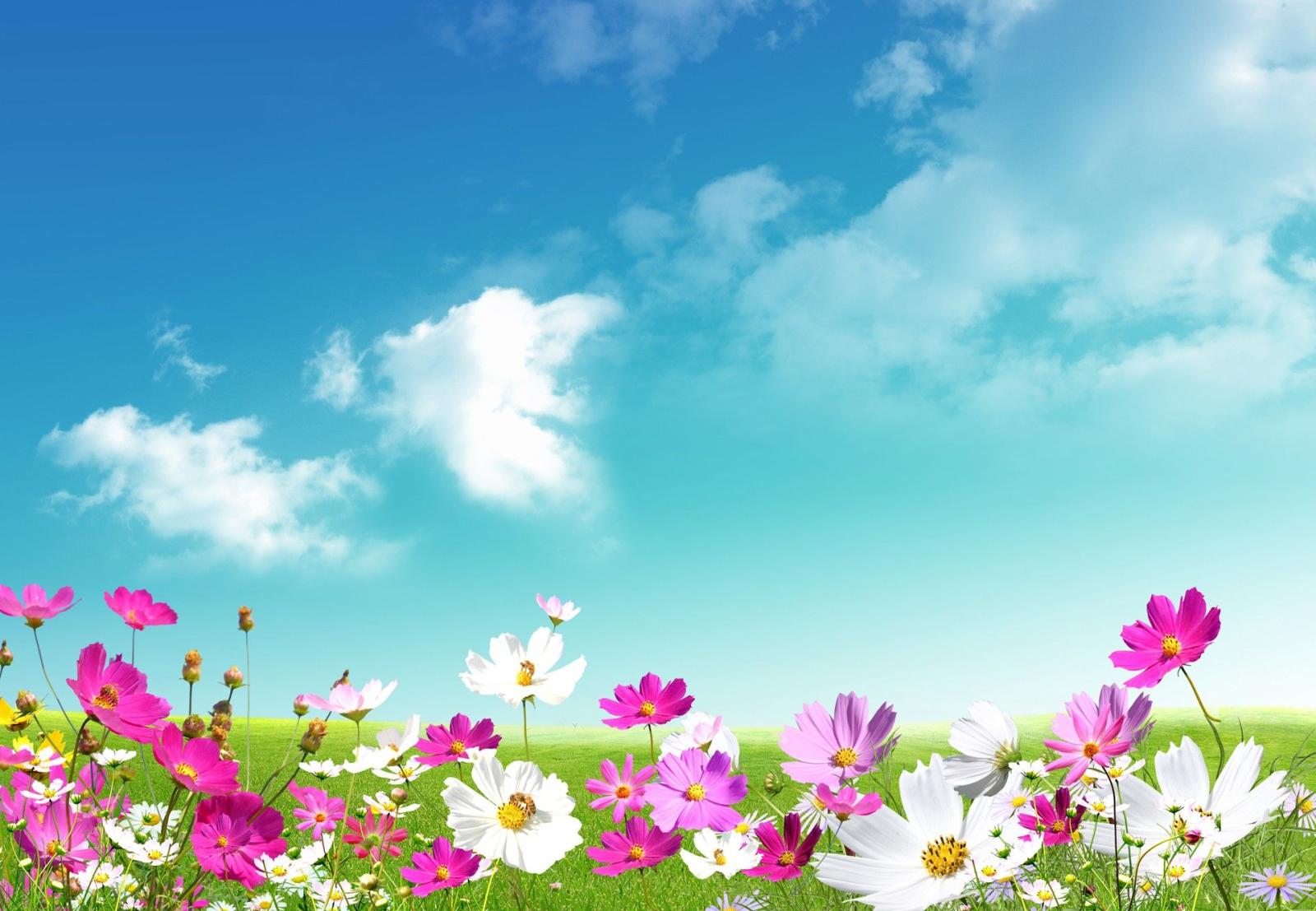 1920x1329 Free, Spring, Desktop, Wallpaper, , Background Photos, Monitor