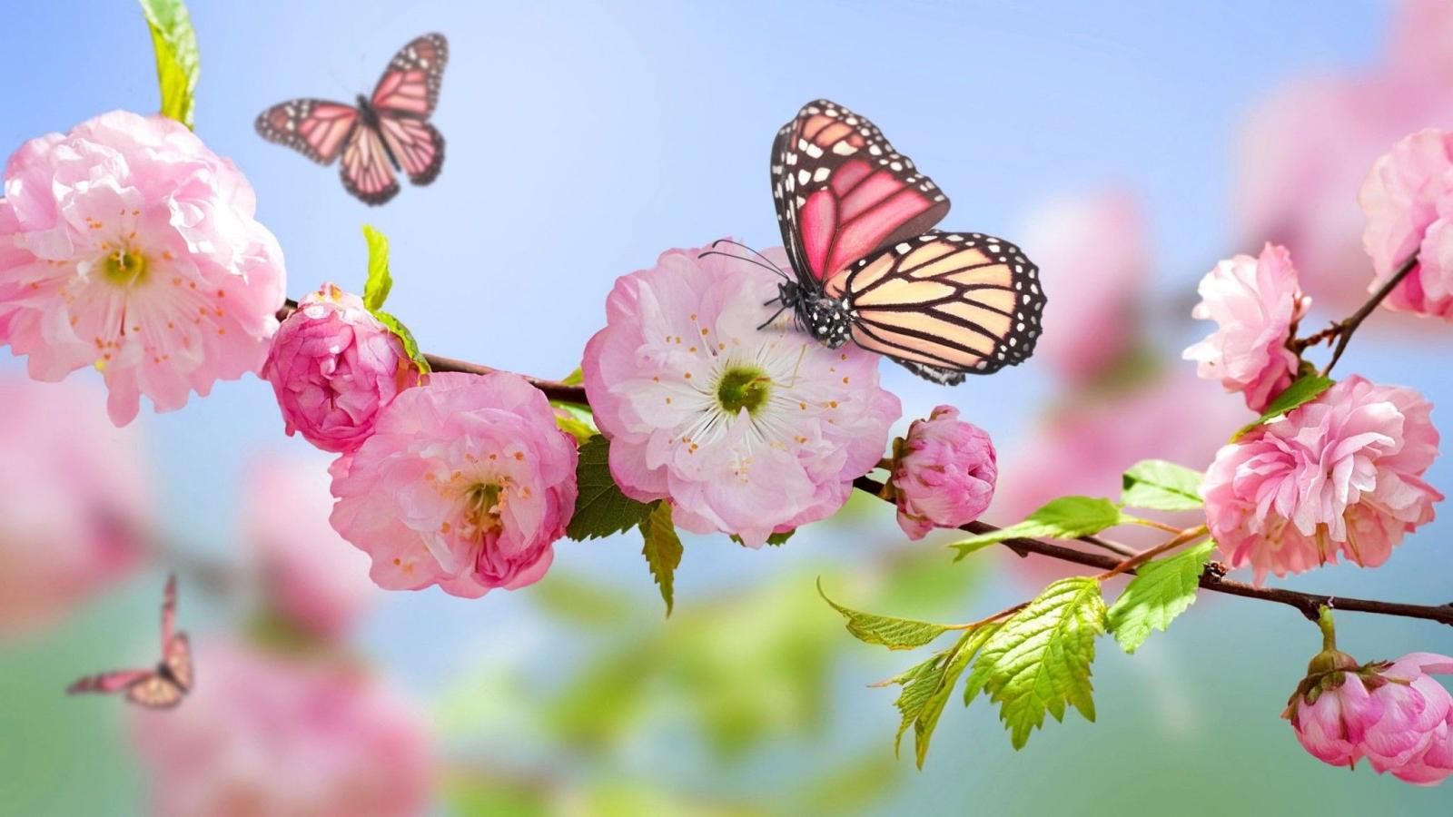 2048x1152 Spring desktop backgrounds Gallery