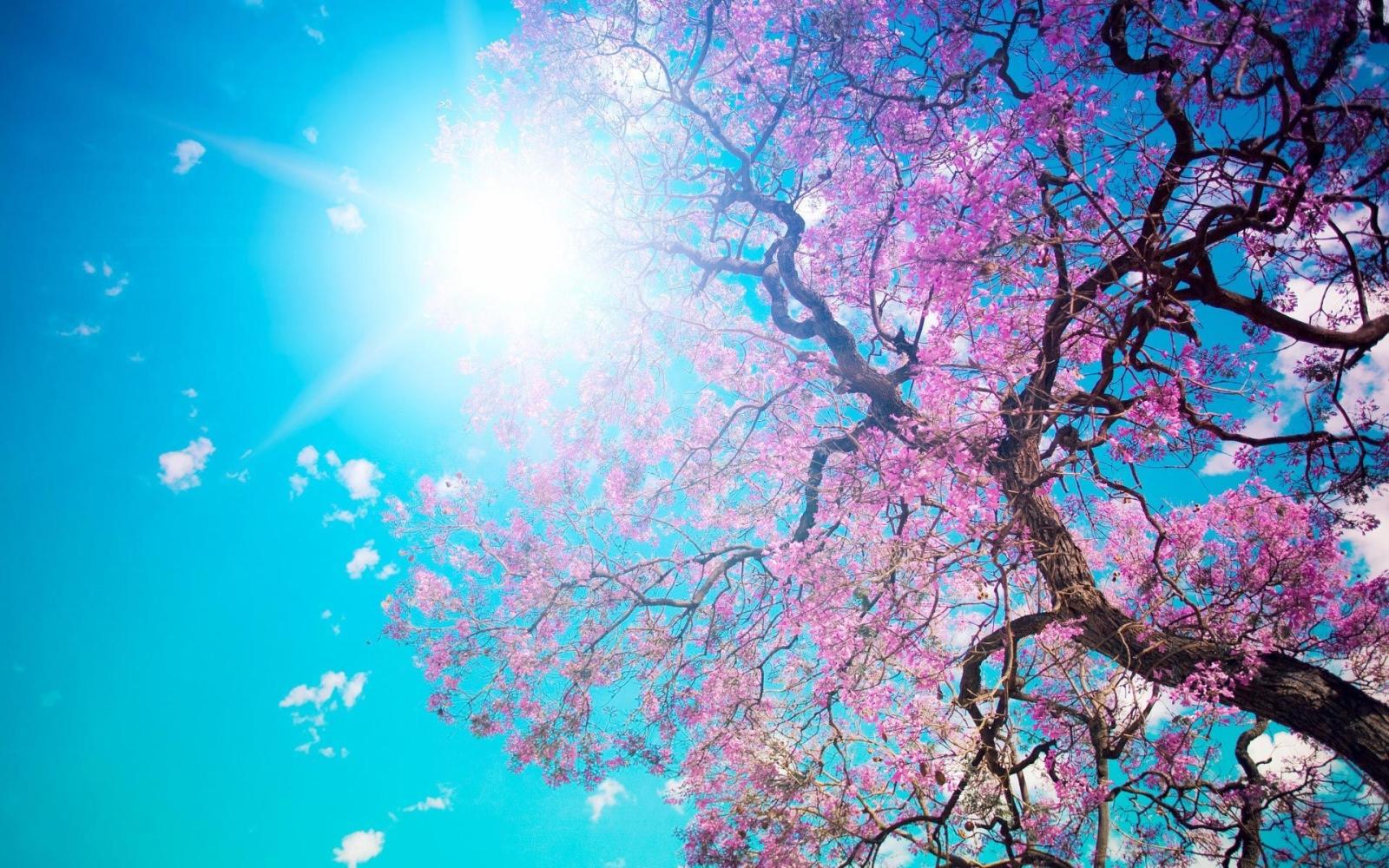 1920x1200 Spring Desktop Wallpaper with Sun | HD Wallpapers Download