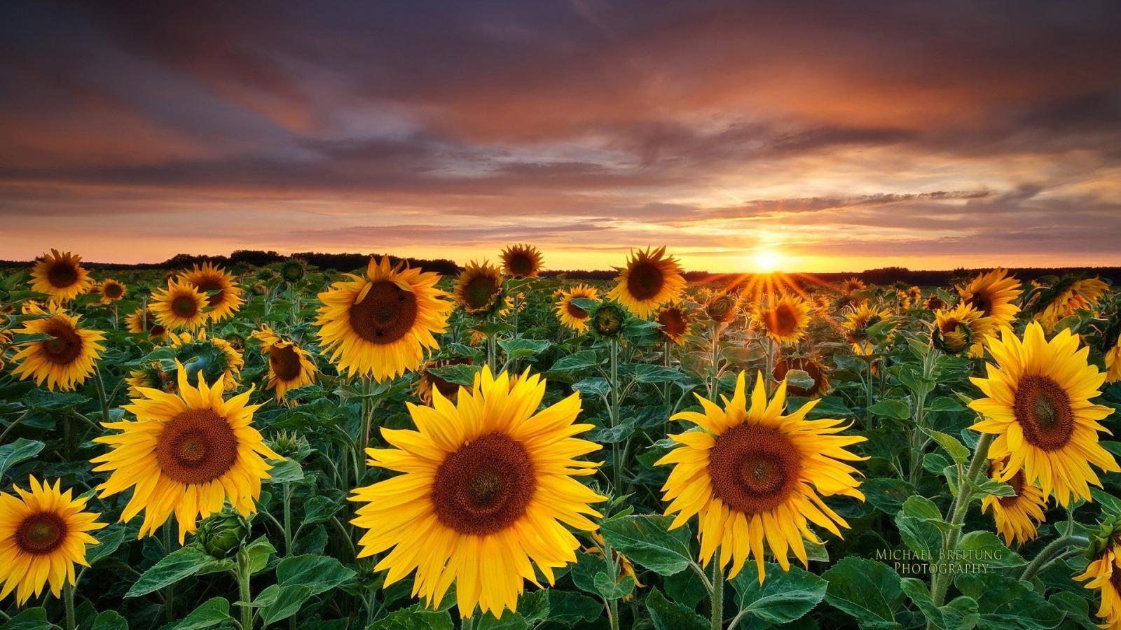 1920x1080 453 Sunflower HD Wallpapers | Background Images