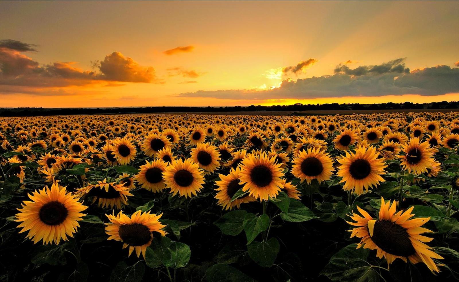1925x1184 Sunrise Sunflowers HD Wallpaper | Hd wallpaper in 2019 | Good