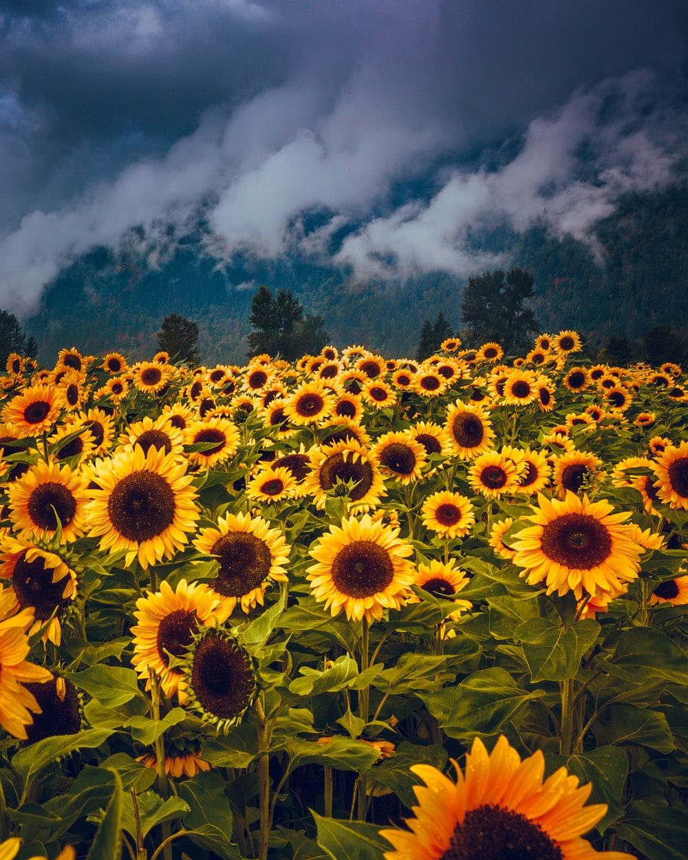 1000x1250 Sunflowers Pictures [HD] | Download Free Images on Unsplash