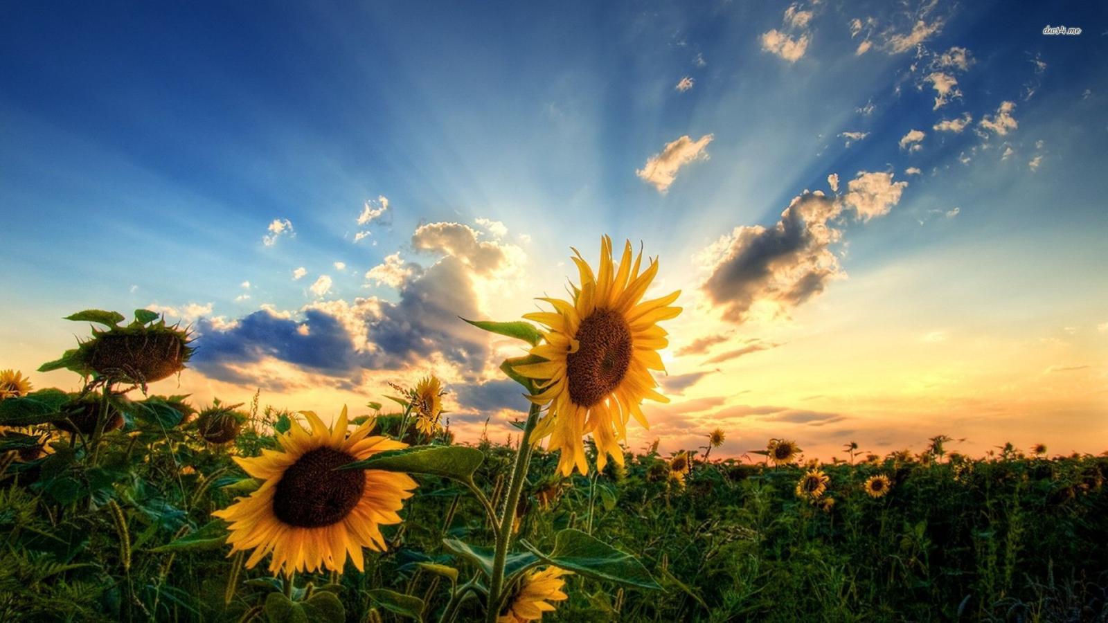 1920x1080 66+ Sunflowers Wallpapers on WallpaperPlay