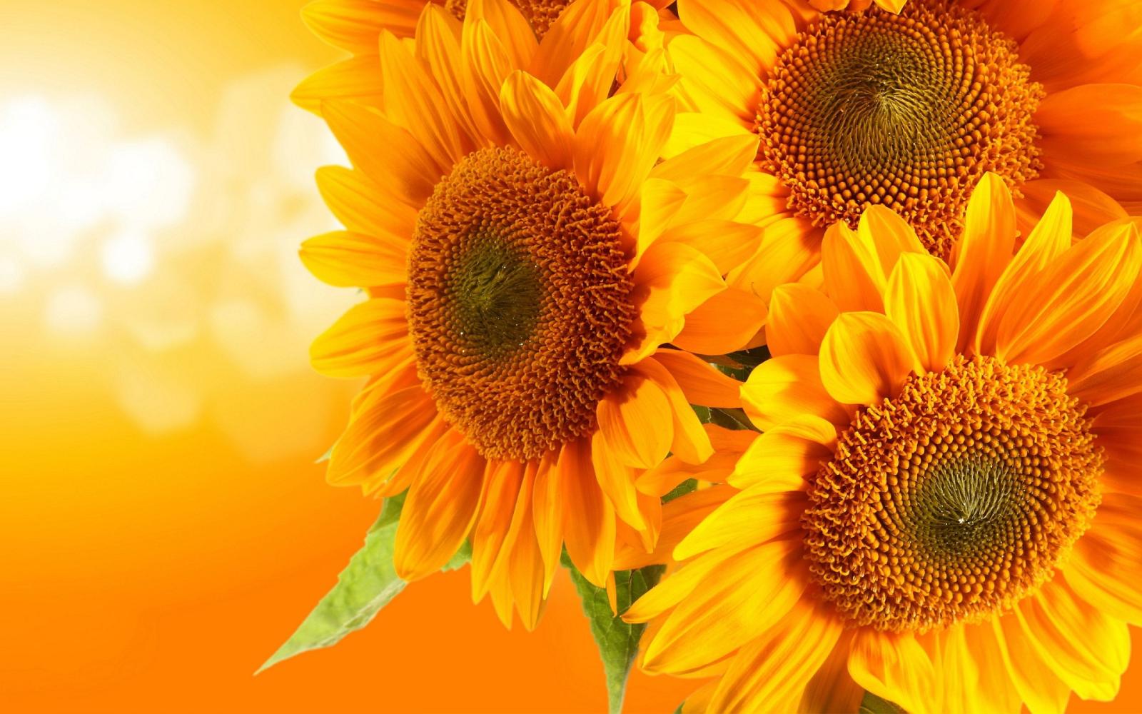 2560x1600 453 Sunflower HD Wallpapers | Background Images