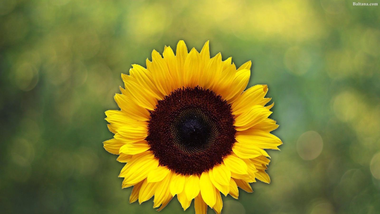 1920x1080 Sunflower Background HD Wallpapers 31964 - Baltana