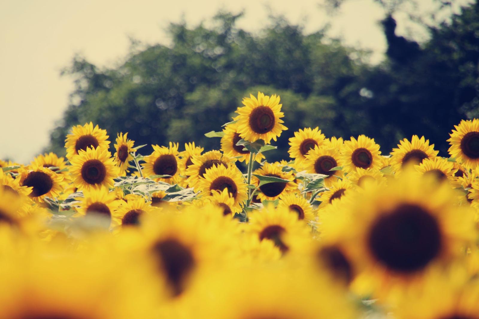 3456x2304 40+ Sunflower HD Wallpapers - Download at WallpaperBro