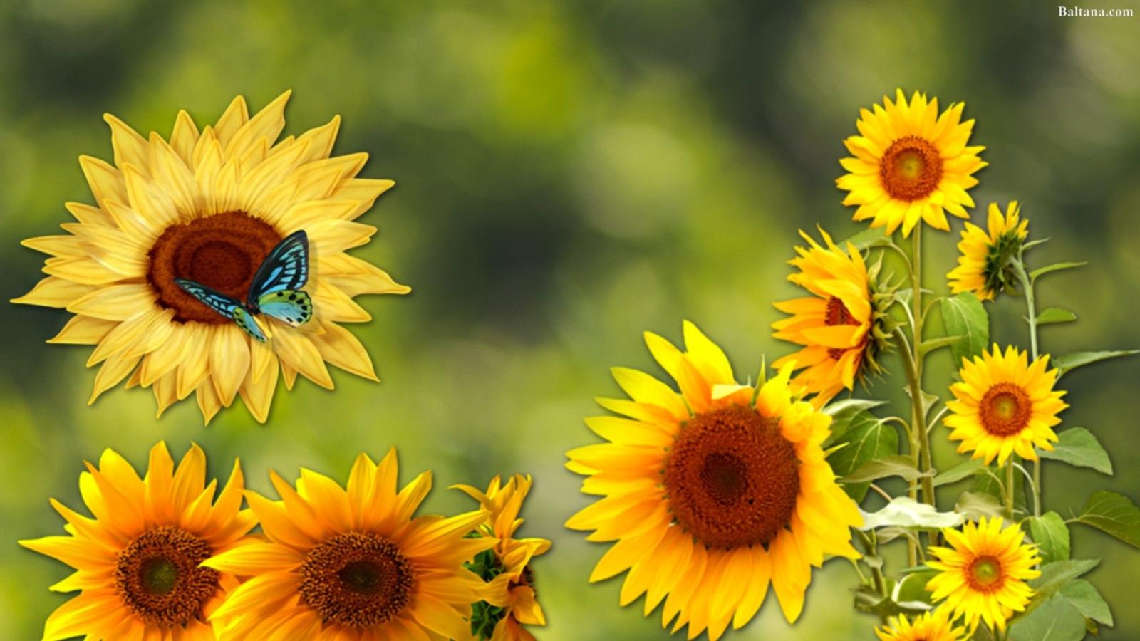 1920x1080 Sunflower HD Wallpapers 31974 - Baltana