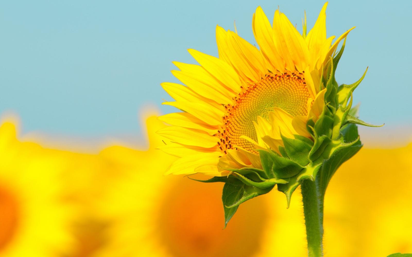 2560x1600 Sunflower HD Wallpaper #7012801