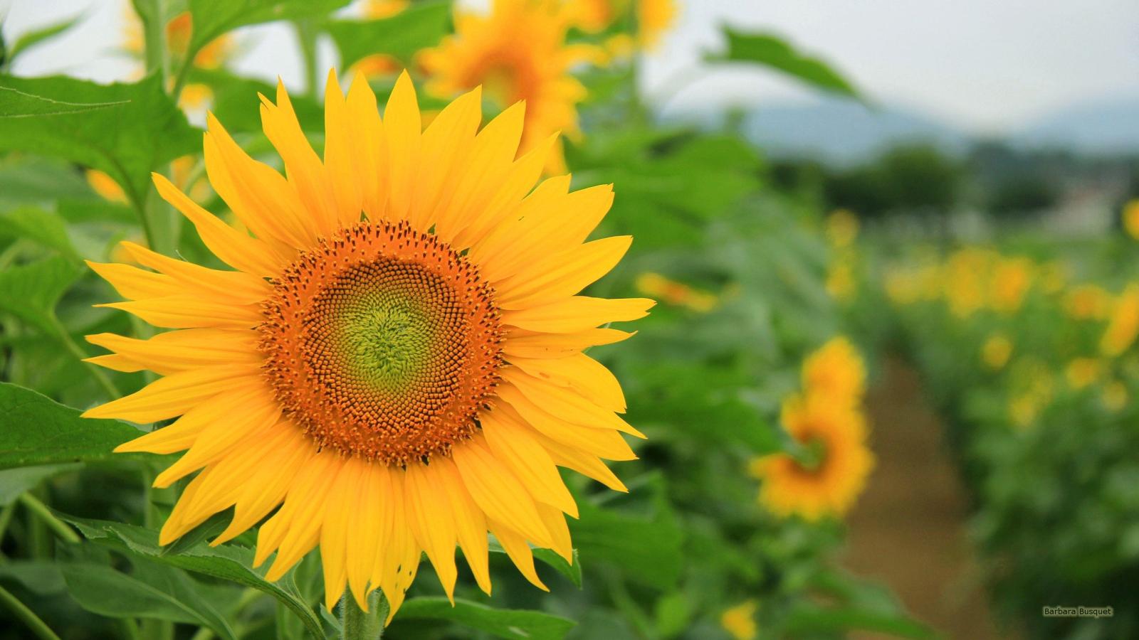 2560x1440 66+ Sunflowers Wallpapers on WallpaperPlay