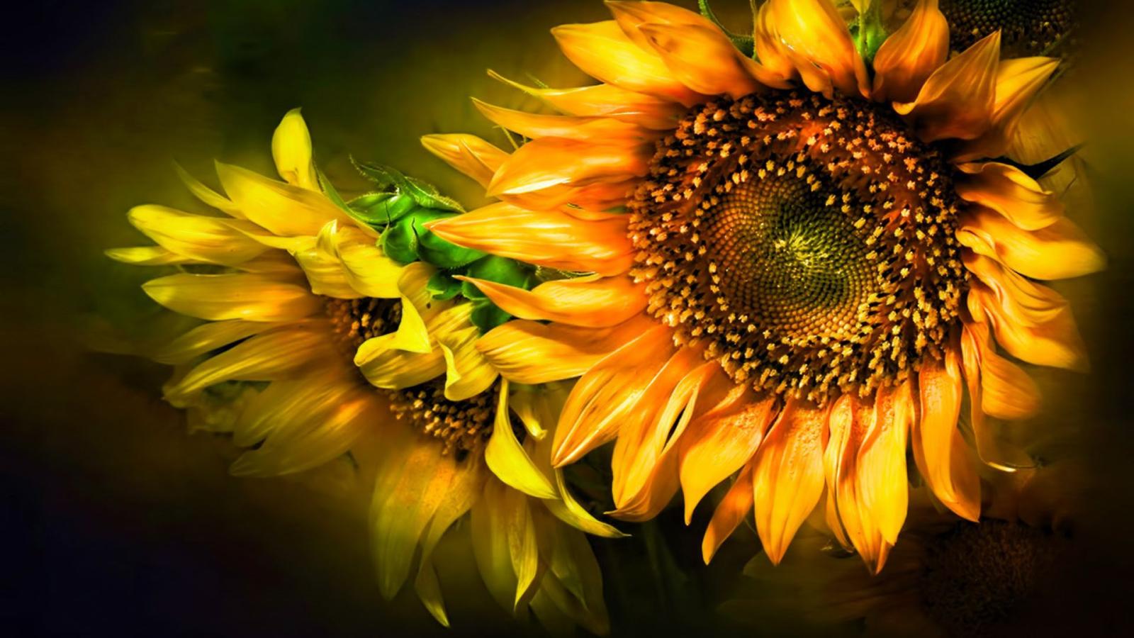 1920x1080 Sunflower HD Wallpaper - Wallpaper Stream