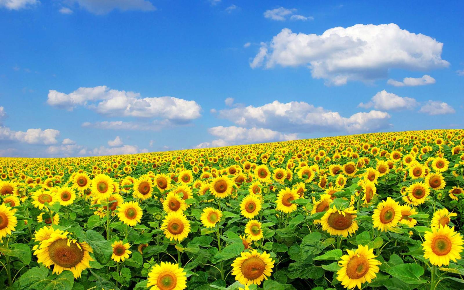 1920x1200 Sunrise Sunflower Wallpapers Hd Pictures Free Download