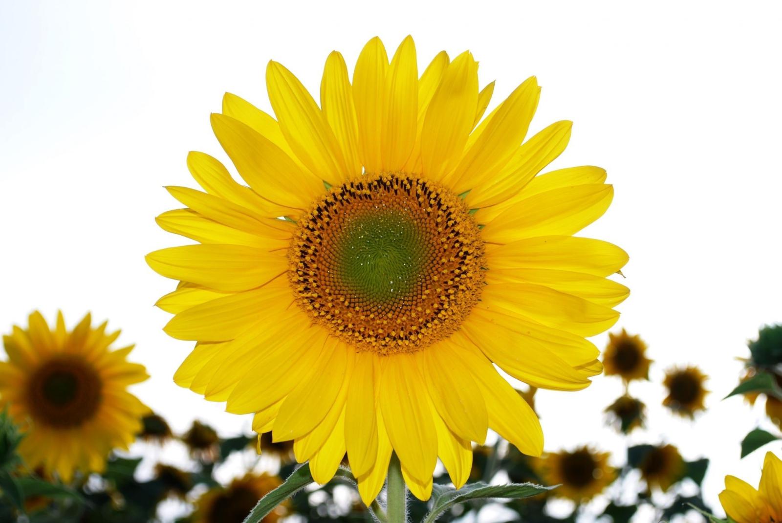 2048x1370 sunflower hd wallpapers 1080p windows | ololoshenka | Hd wallpapers