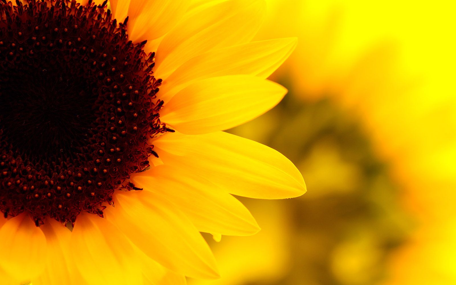 1600x1000 HD-Wallpapers-1080p-Sunflower-10 – Newark Science and Sustainability