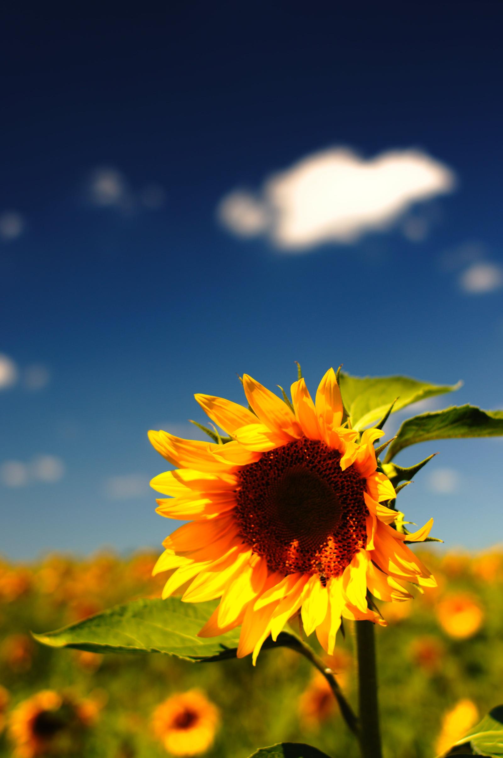 3280x4940 Tilt shift lens photography of sunflower HD wallpaper | Wallpaper Flare