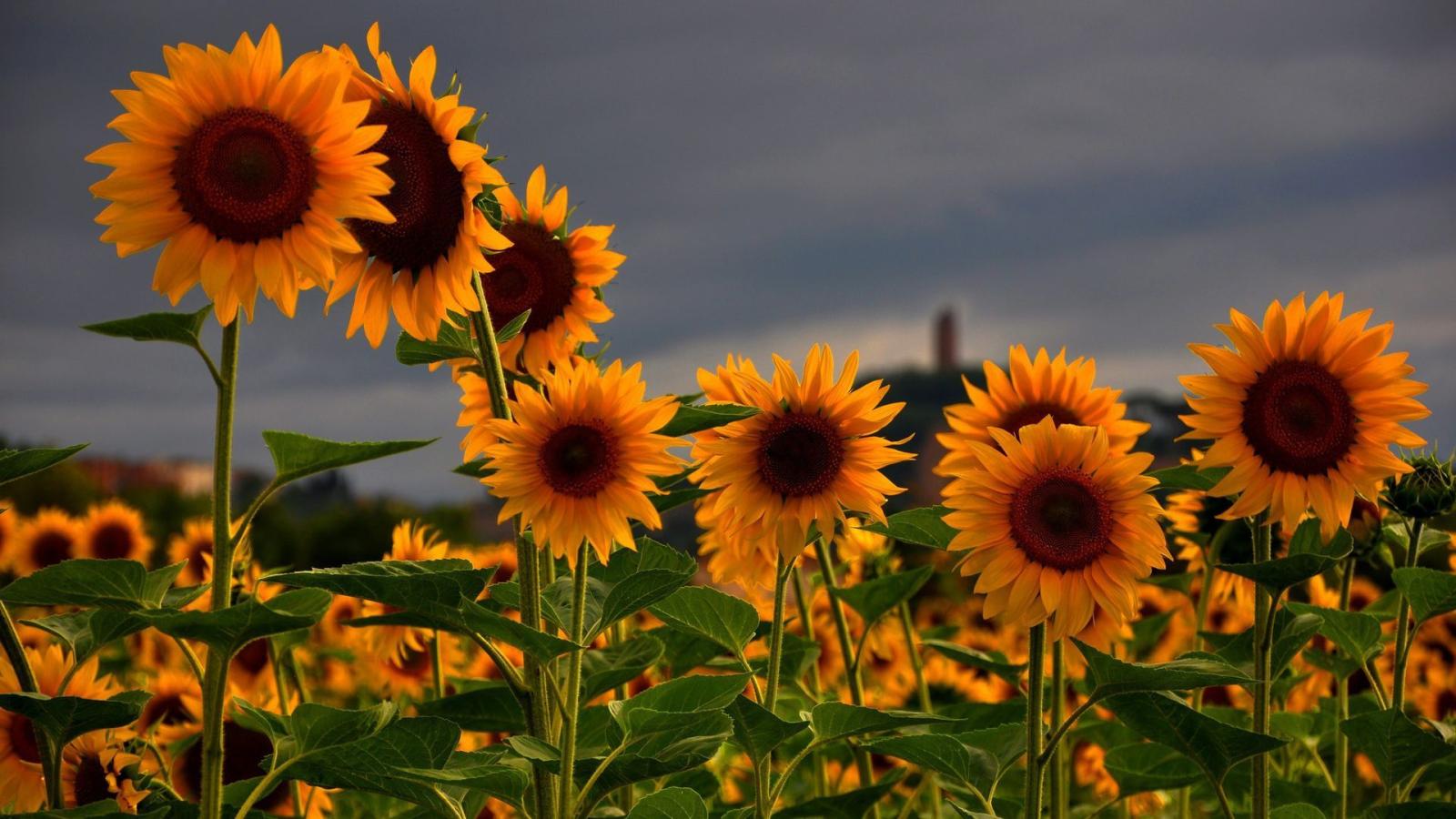 1920x1080 Sunflower Wallpapers - Top Free Sunflower Backgrounds - WallpaperAccess