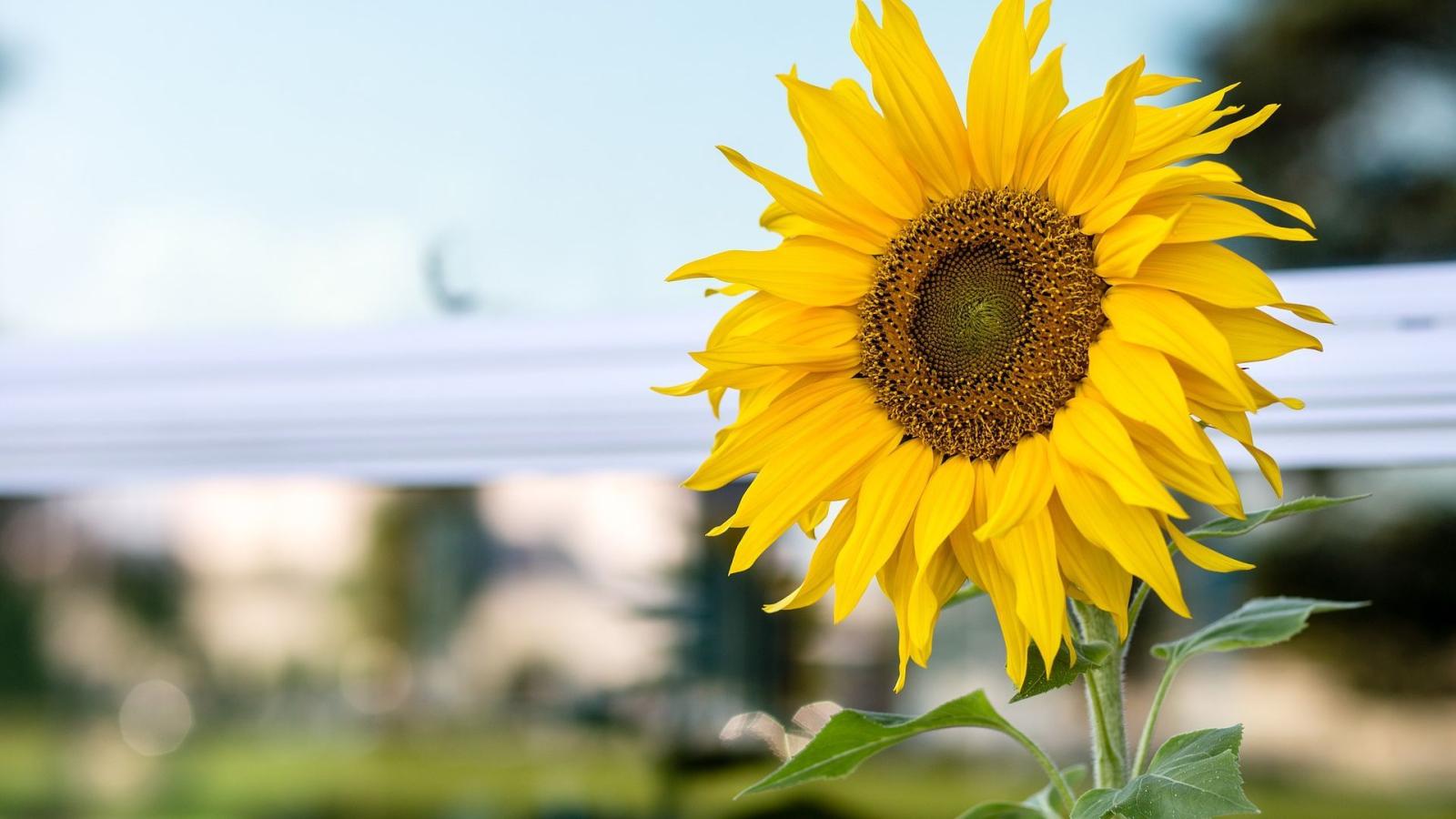 1920x1080 Sunflower Wallpapers (33 images) - Wallpaper Stream