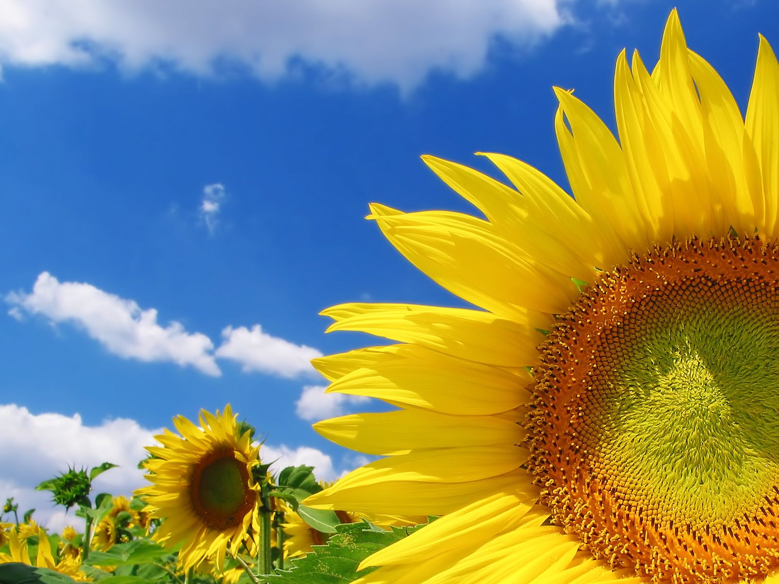 1600x1200 High Quality Sunflower Wallpapers | HD Wallpapers | ID #5727