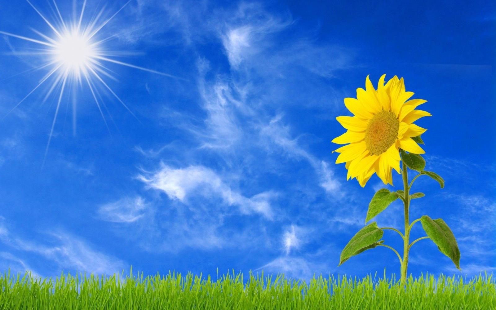 1920x1200 Sunflower Hd