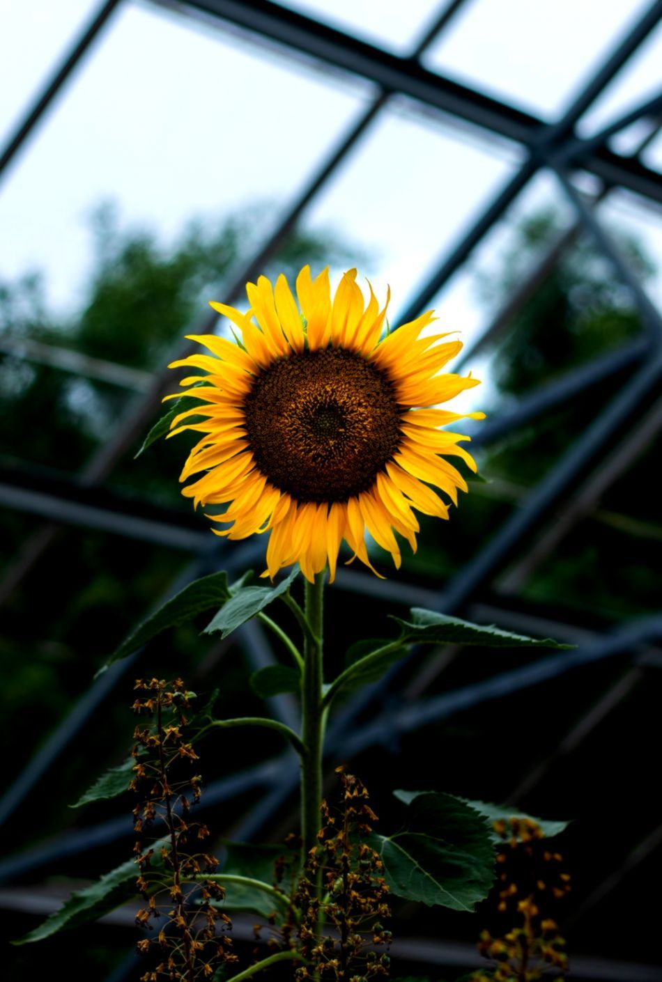 950x1410 20 Sunflower Pictures Hq Download Free Images On Unsplash - High
