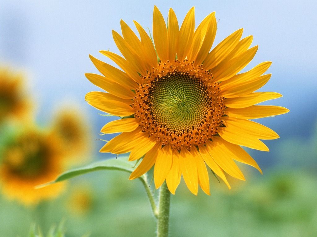 1024x768 Single Sunflower Photography Hd Pictures 4 HD Wallpapers | Art