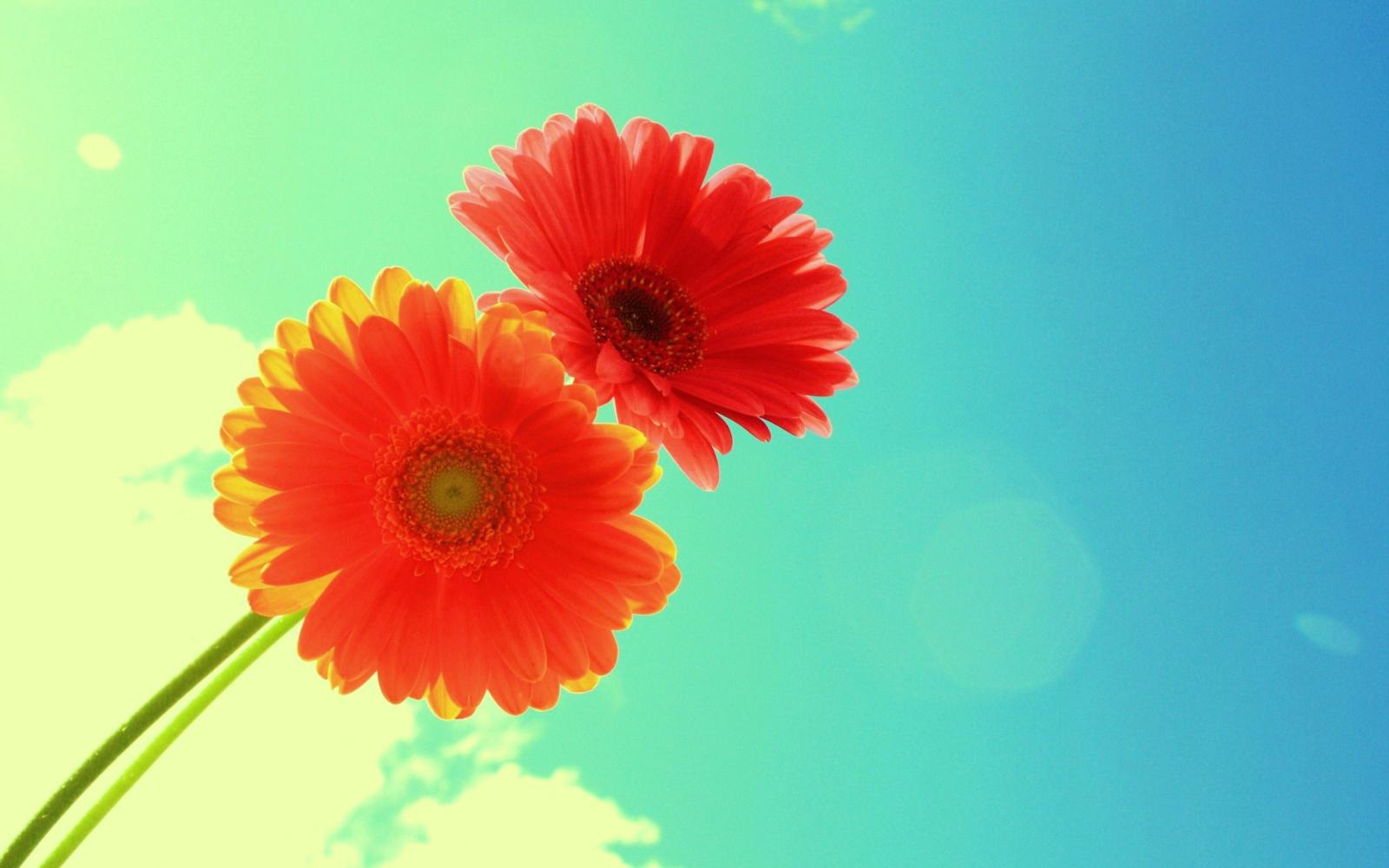 2560x1600 Sunflower HD Wallpapers Images Pictures Photos Download