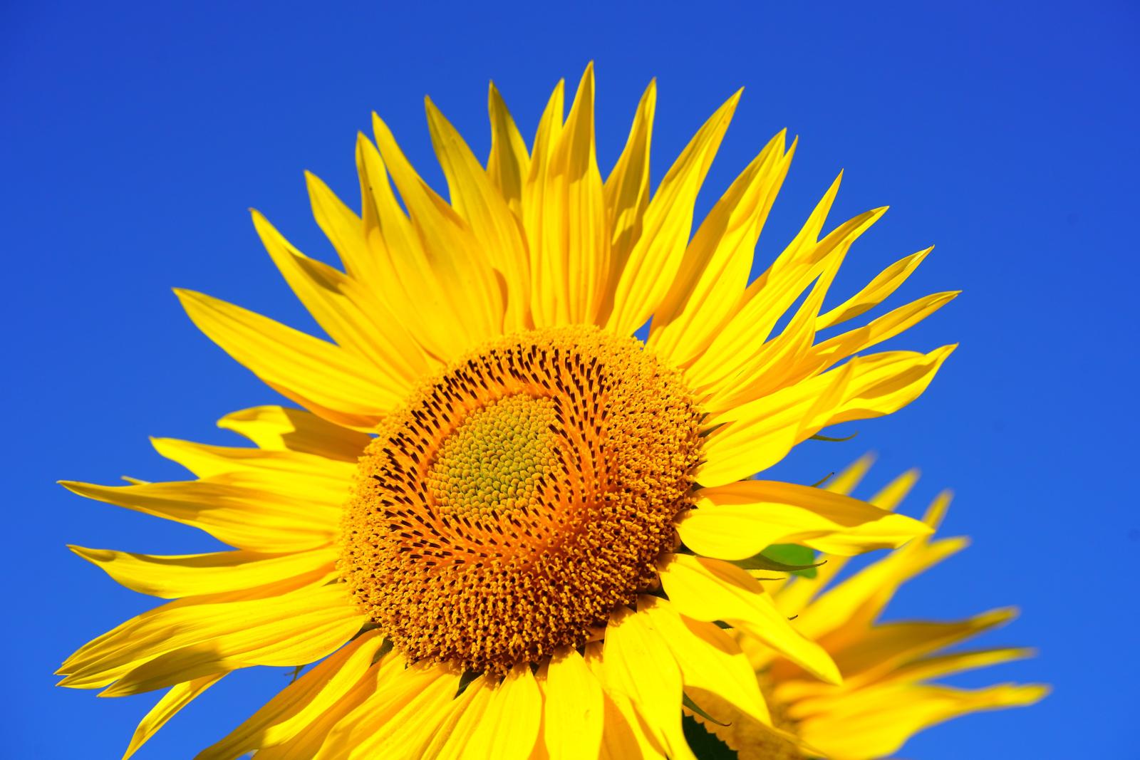7952x5304 Closeup photo of sunflower HD wallpaper | Wallpaper Flare