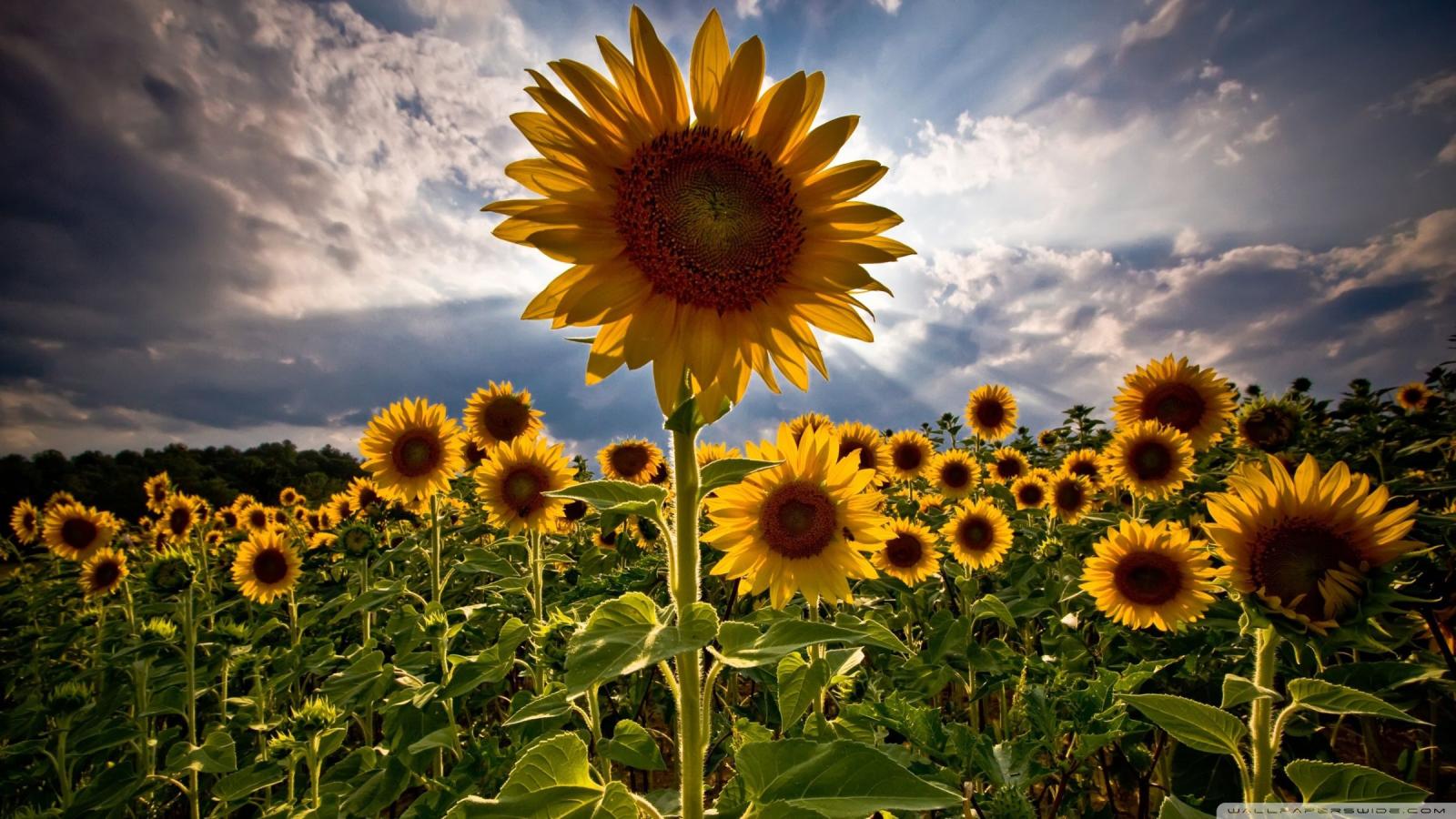 2400x1350 Sunflowers hd wallpaper | 2400x1350 | #32056