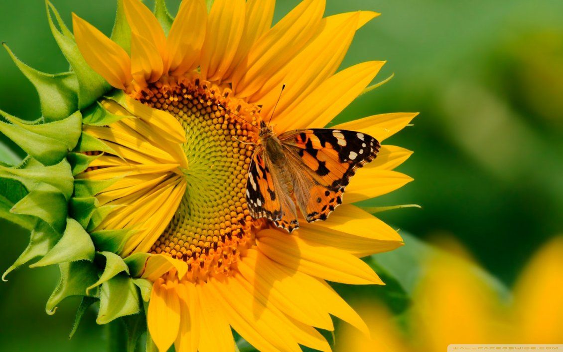 1130x706 Big butterfly on a sunflower - HD wallpaper